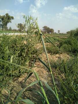 صورة Avena sterilis subsp. ludoviciana (Durieu) Gillet & Magne