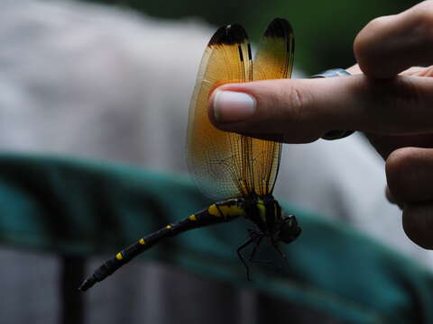 Image of Chlorogomphus auratus Martin 1910