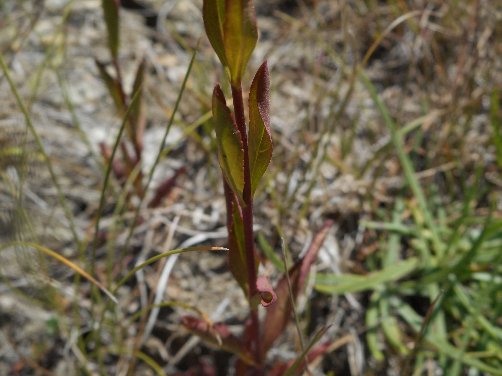 Imagem de Veronica barrelieri subsp. nitens (Host) Albach