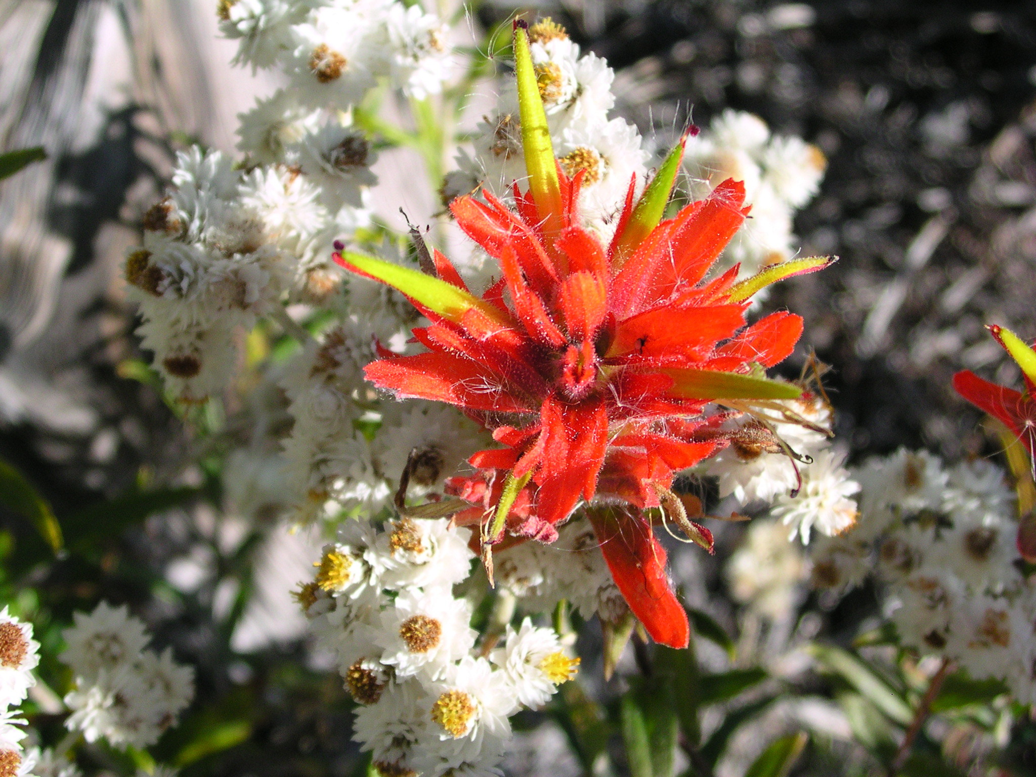 red indian paintbrush red indian paintbrush