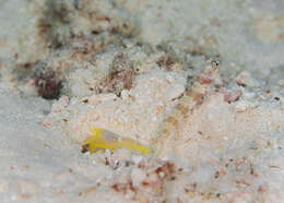 Image of Broad-banded shrimpgoby