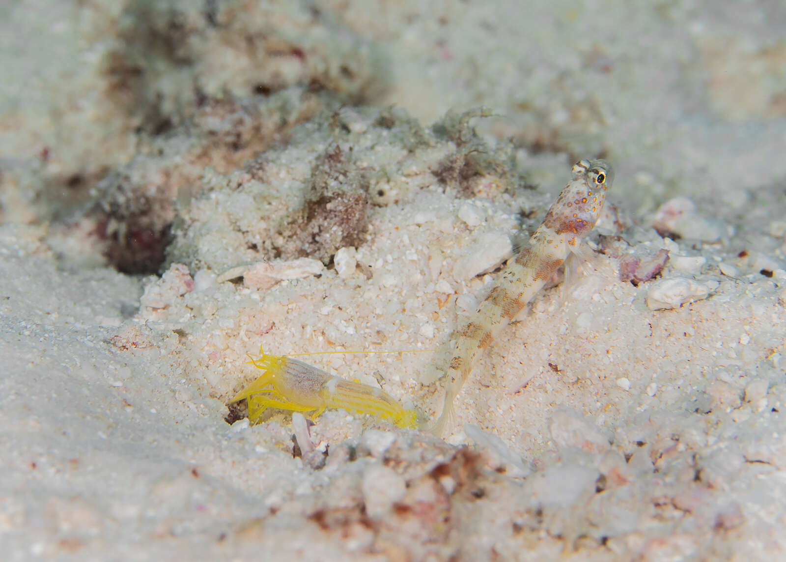 Image of Broad-banded shrimpgoby