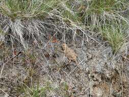 Image of Pigmy Short-Horned Lizard