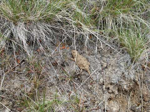 Image of Pigmy Short-Horned Lizard