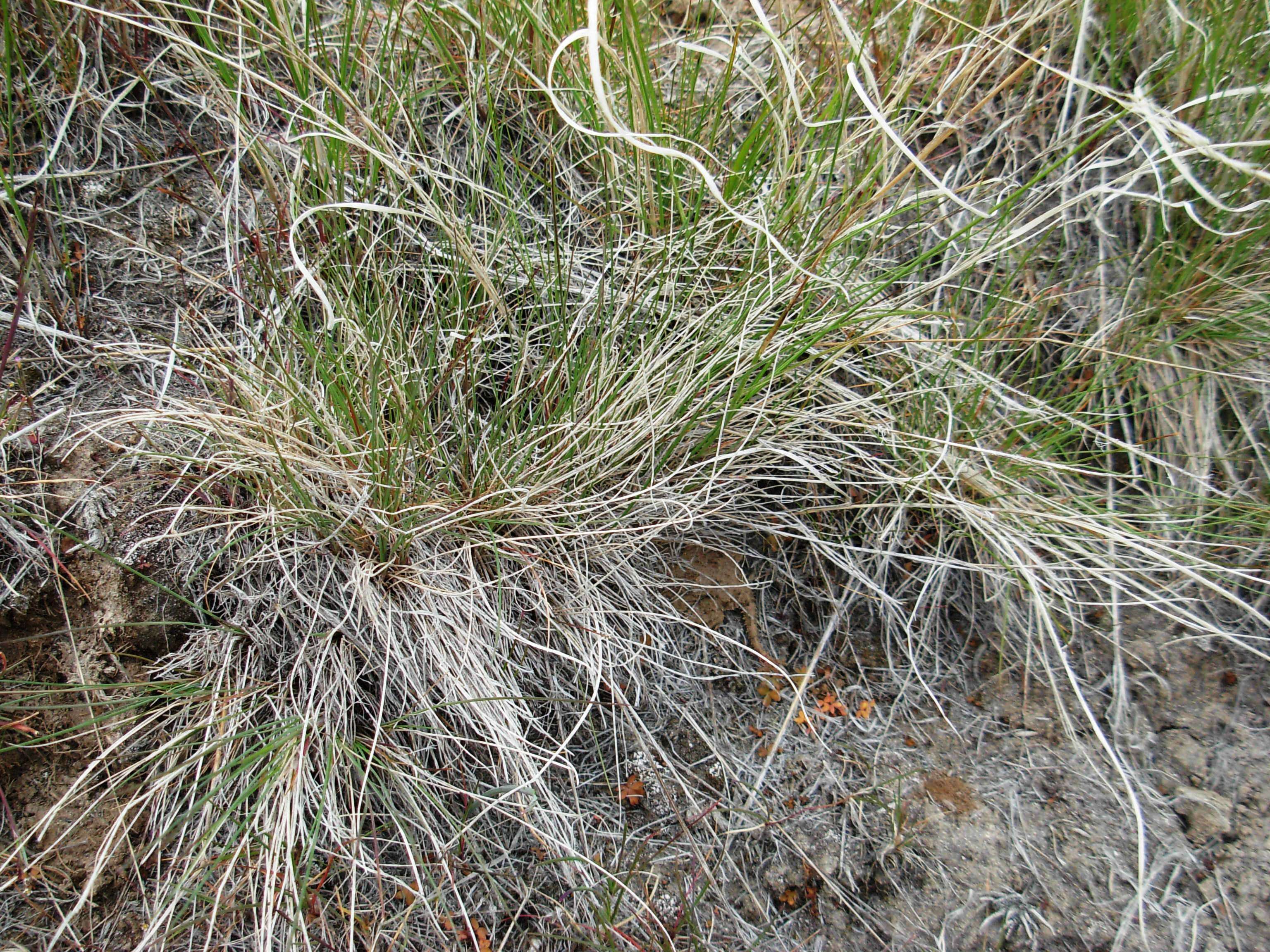 Image of Pigmy Short-Horned Lizard