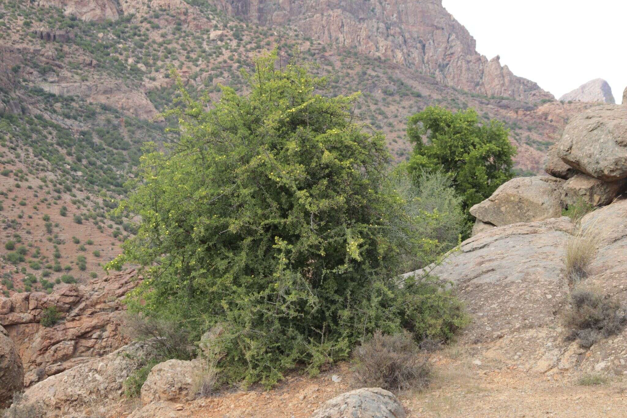 Слика од Sideroxylon spinosum L.