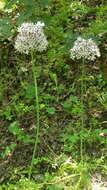 Image of Allium decipiens subsp. quercetorum Seregin