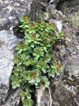 Image of ledge stonecrop