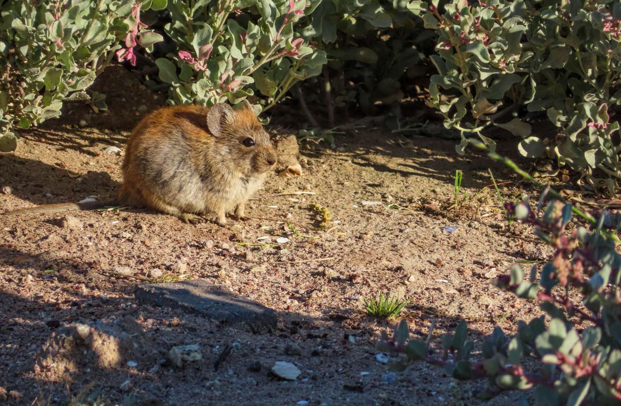 Image of Brants' Whistling Rat