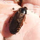 Image of Surinam cockroach