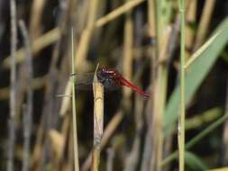 Image of Broad Scarlet