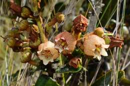 Imagem de Lyonia heptamera Urb.