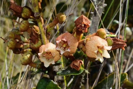 Imagem de Lyonia heptamera Urb.