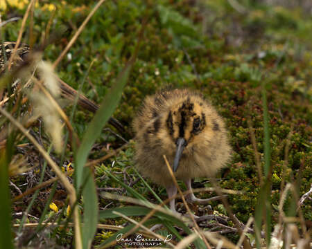 صورة Gallinago stricklandii (Gray & GR 1845)