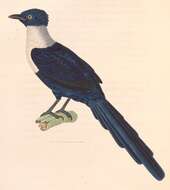 Image of Streptocitta Bonaparte 1850