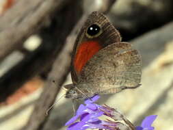 Image of Stygionympha vigilans Trimen 1887