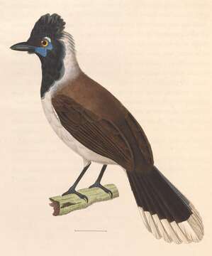 Image of White-naped Jay