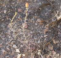 Image of Wyoming Indian paintbrush