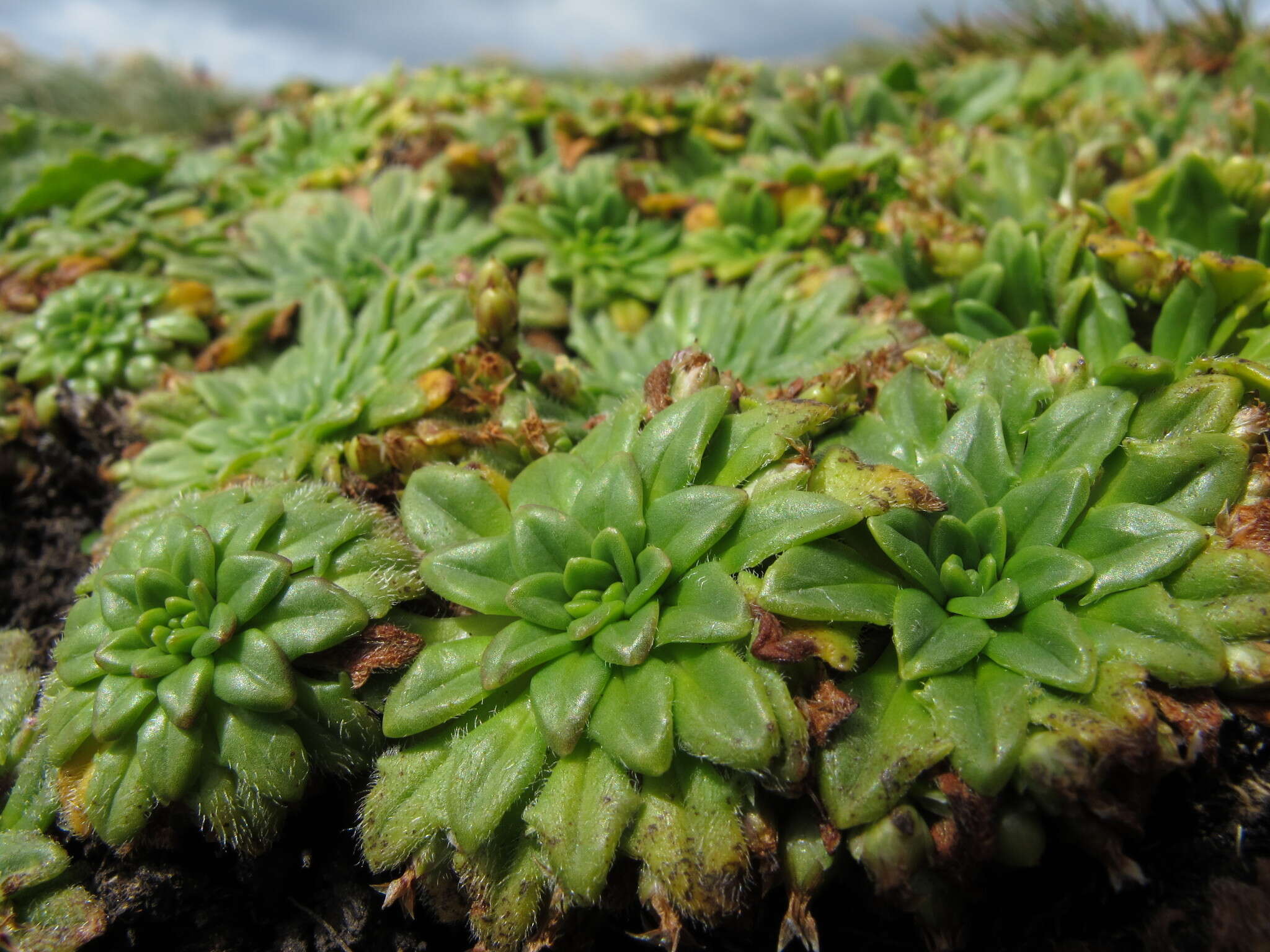 Image of Plantago triantha Spreng.