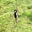 Image of White-naped Tit