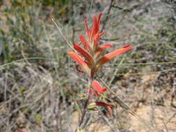 Image of Wyoming Indian paintbrush