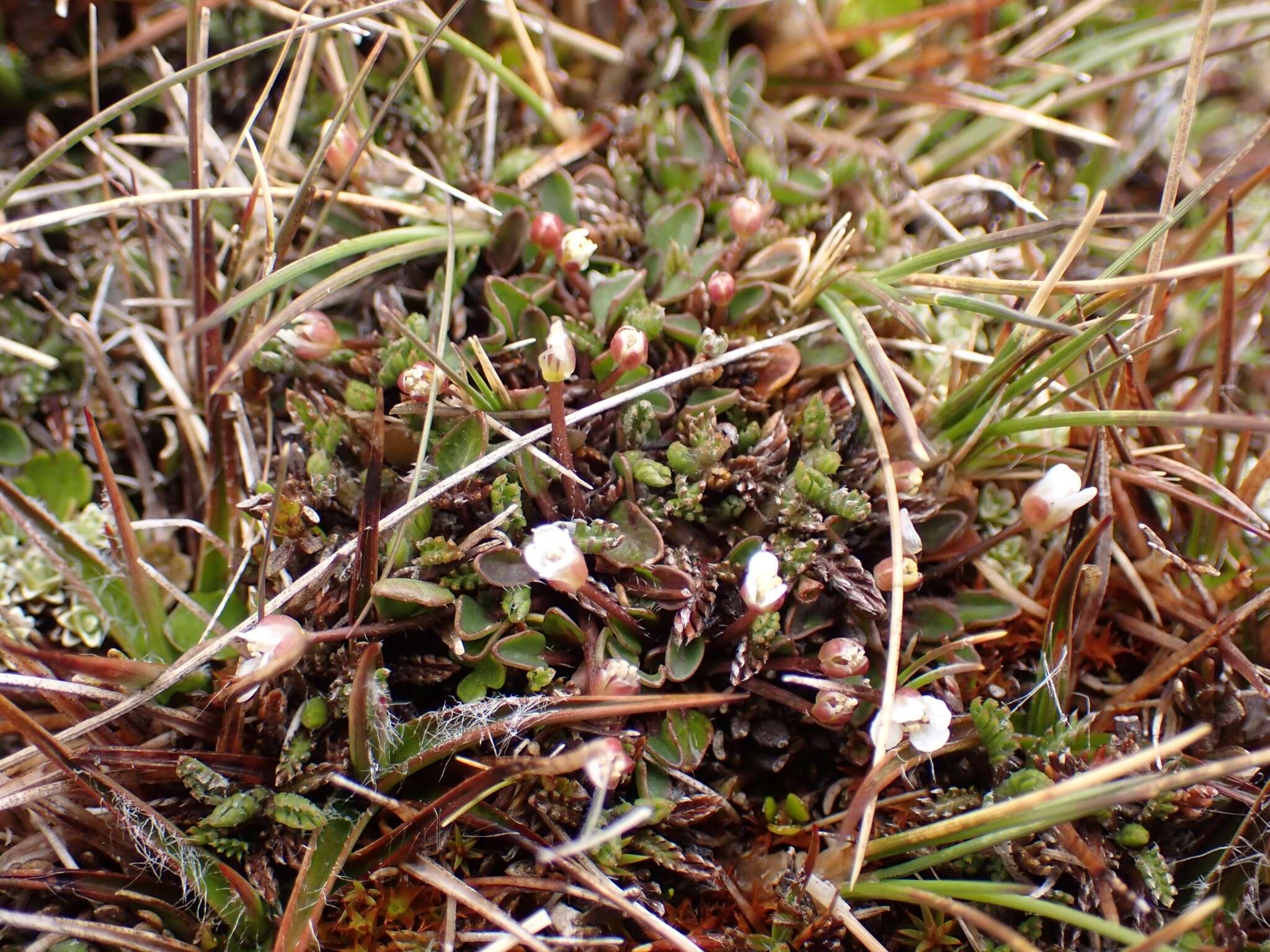 Image of Cardamine exigua