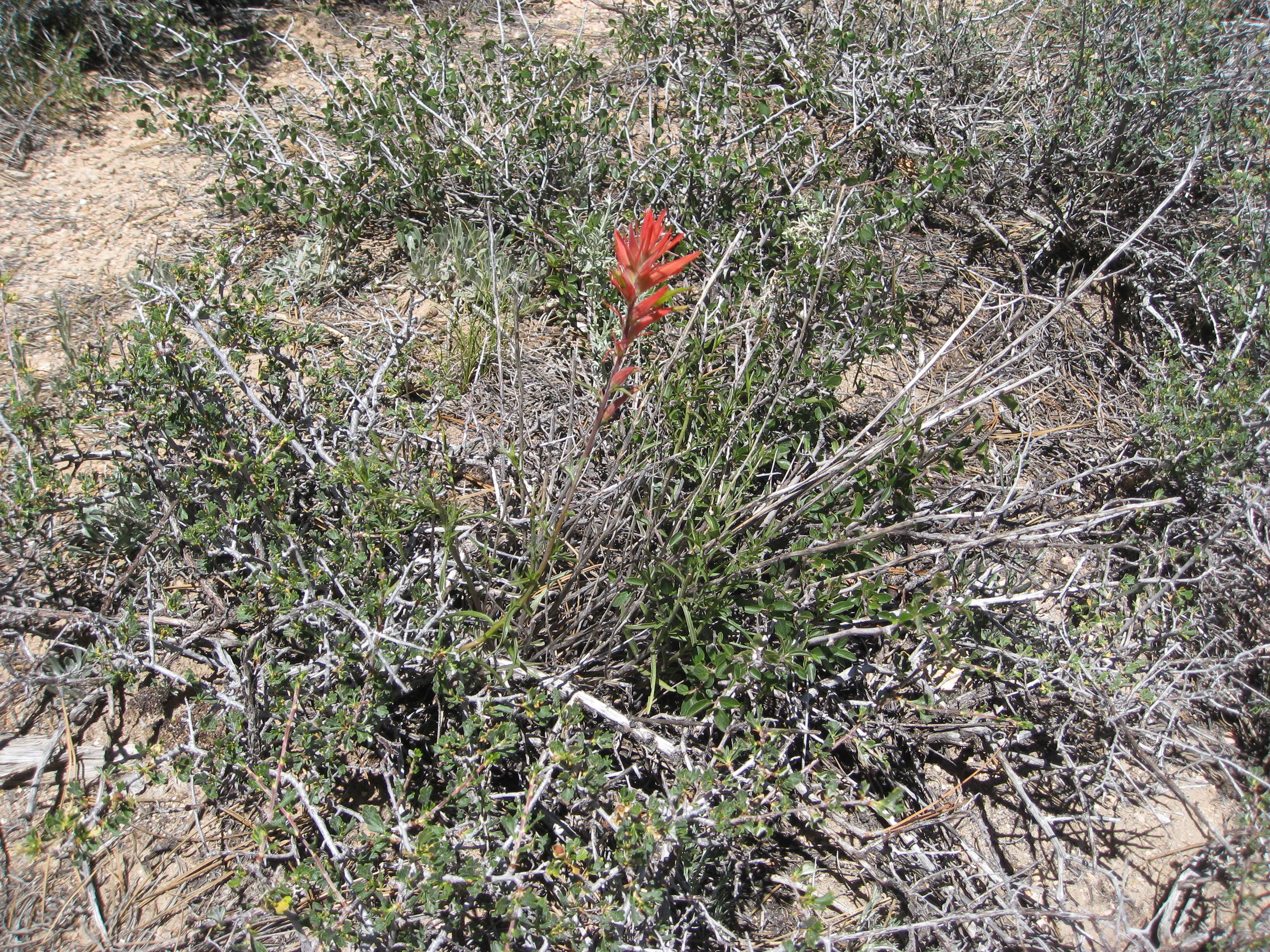 Image of Wyoming Indian paintbrush