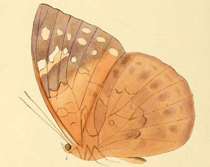 Image of Bebearia plistonax Hewitson 1874