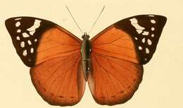 Image of Bebearia plistonax Hewitson 1874