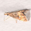 صورة <i>Glaucocharis chrysochyta</i>