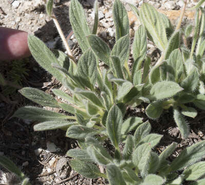 Phacelia hastata var. compacta (Brand) Cronq. resmi