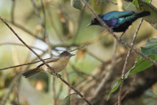 Image of Northern Puffback