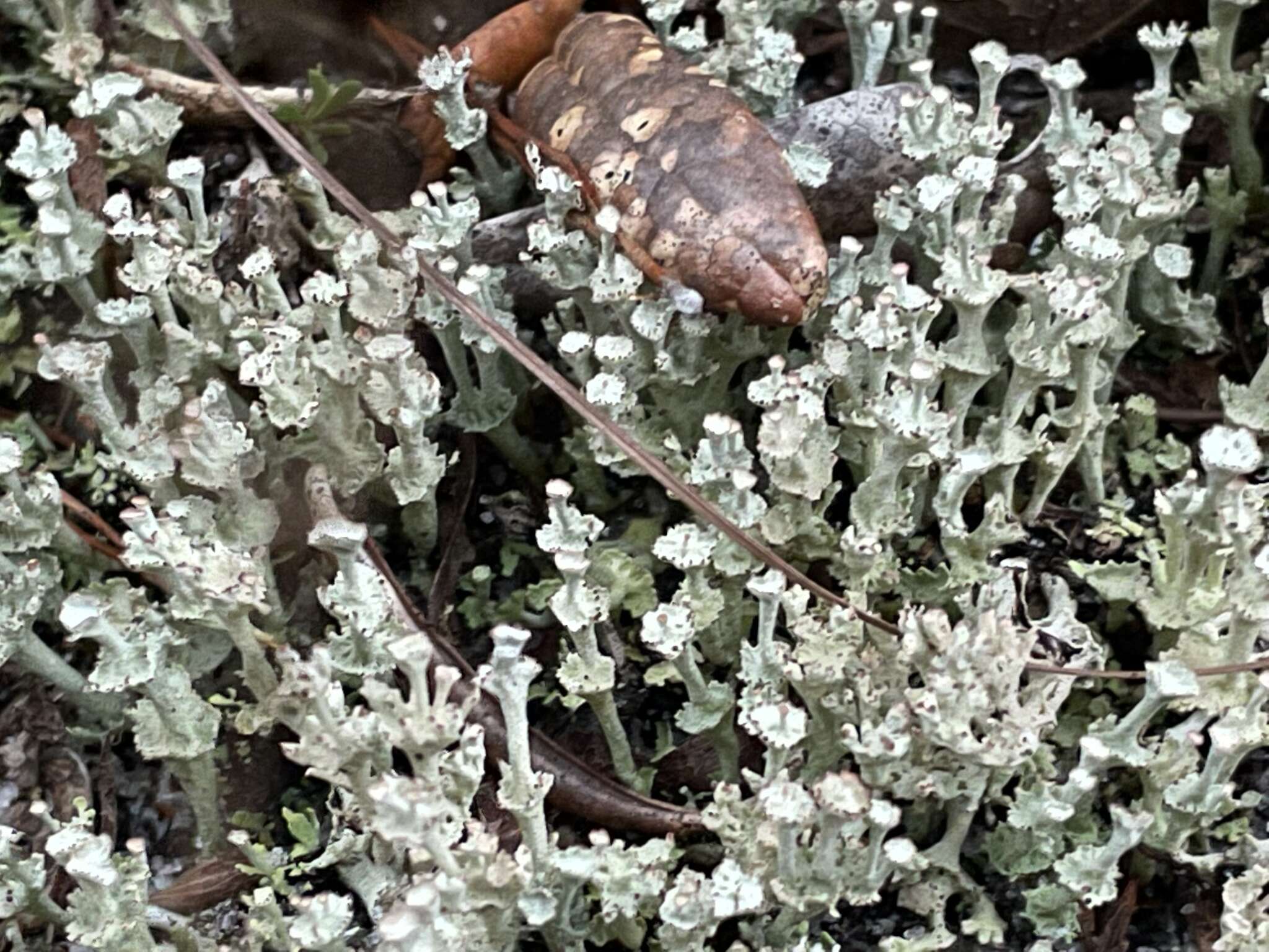 Imagem de Cladonia rappii A. Evans