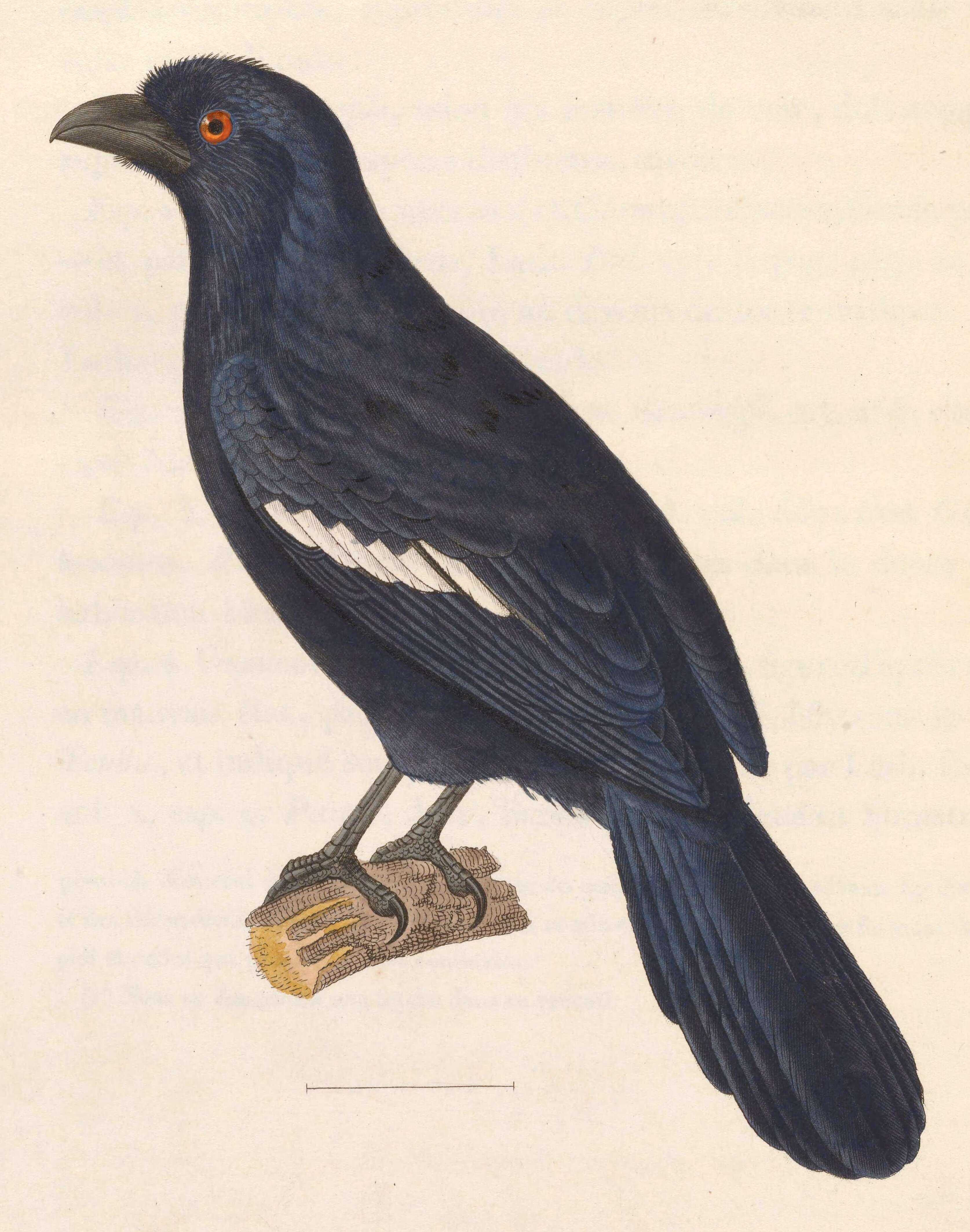Image of Platysmurus Reichenbach 1850