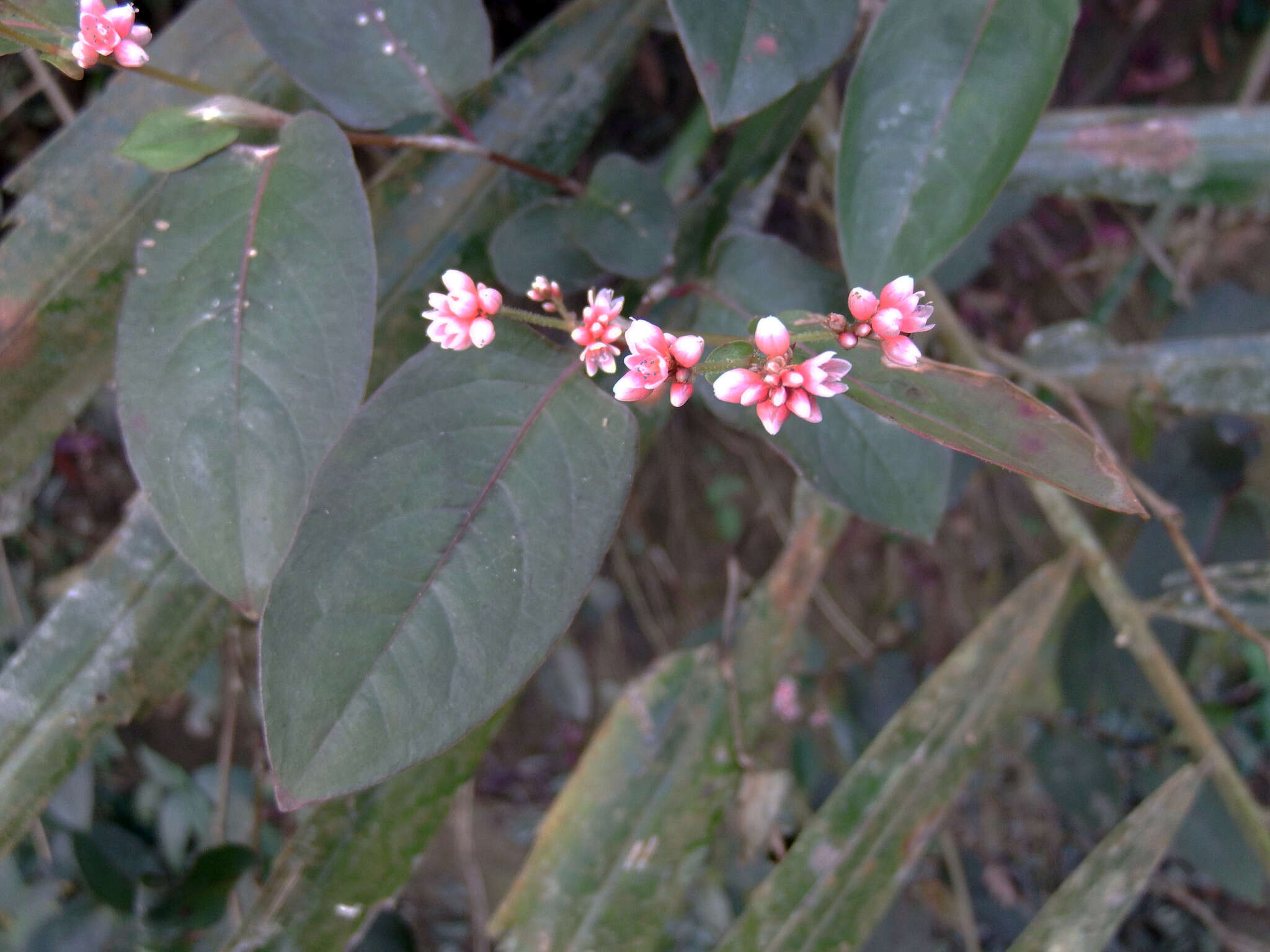 Sivun Persicaria chinensis (L.) Nakai kuva