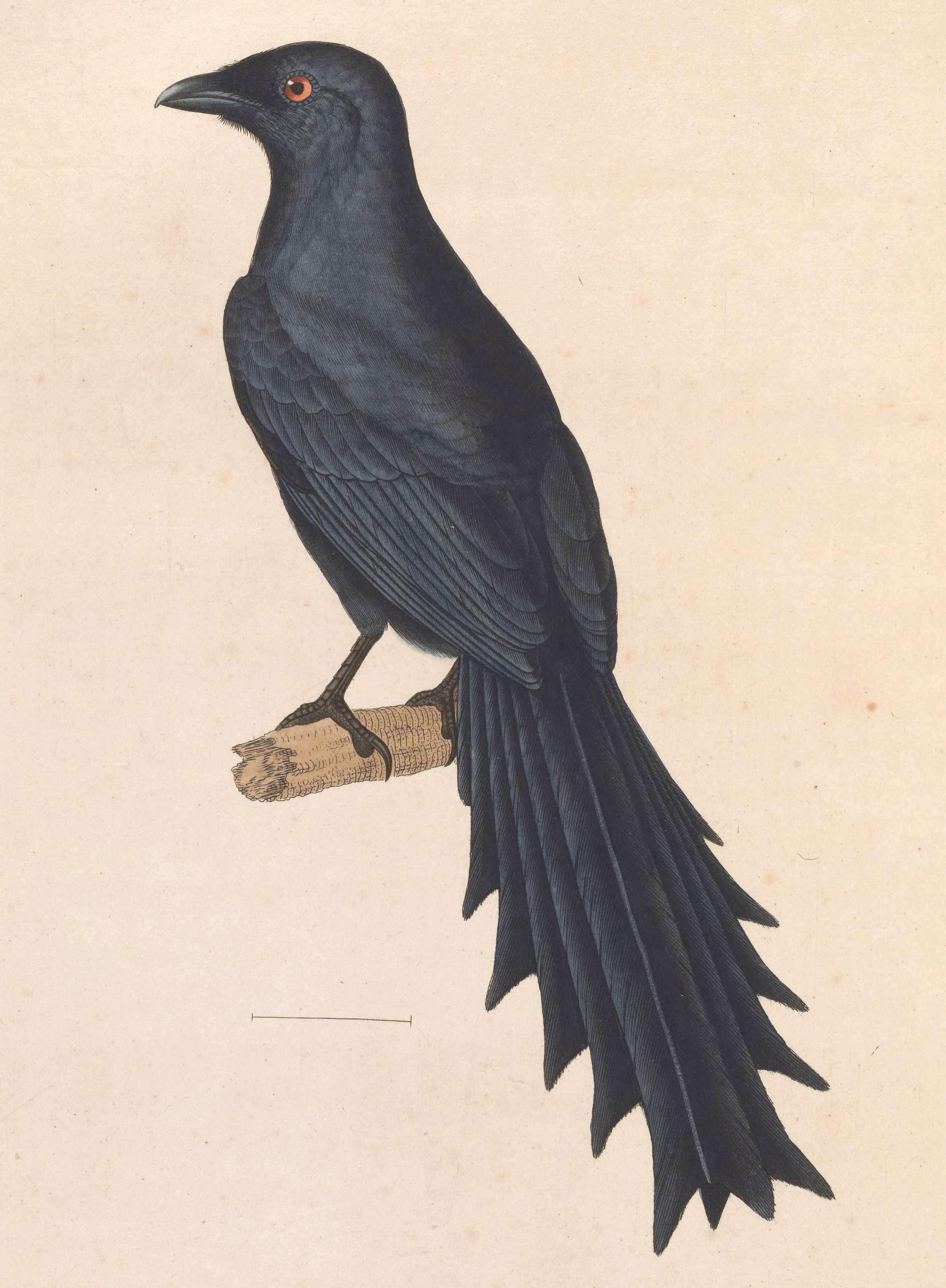 Image of Temnurus Lesson & R 1831