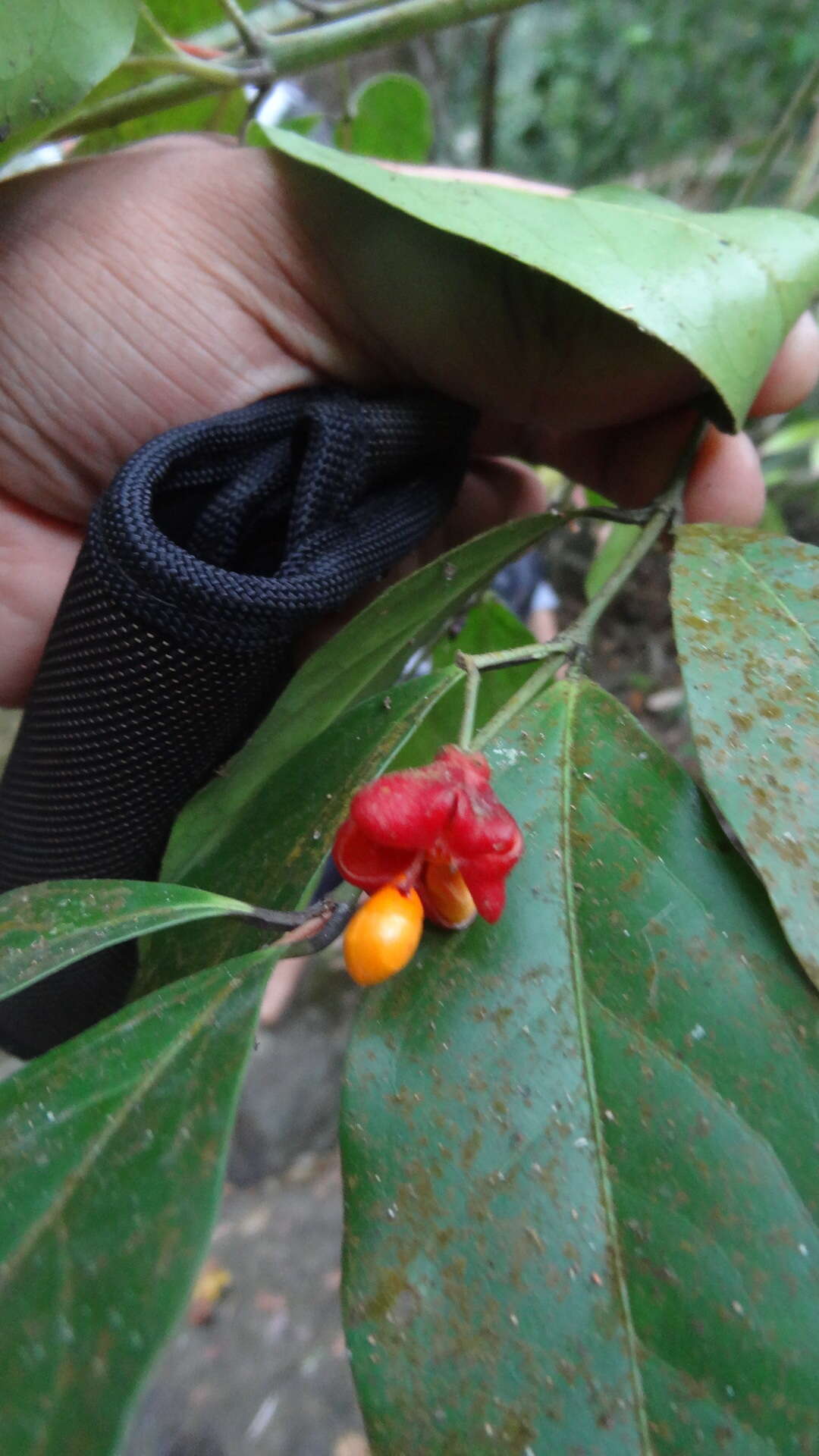 Sivun Euonymus indicus Heyne ex Roxb. kuva