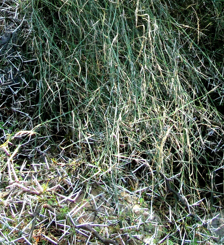 Image of Ehrharta ramosa subsp. ramosa