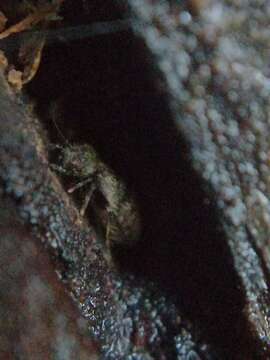 Image of Bark lice