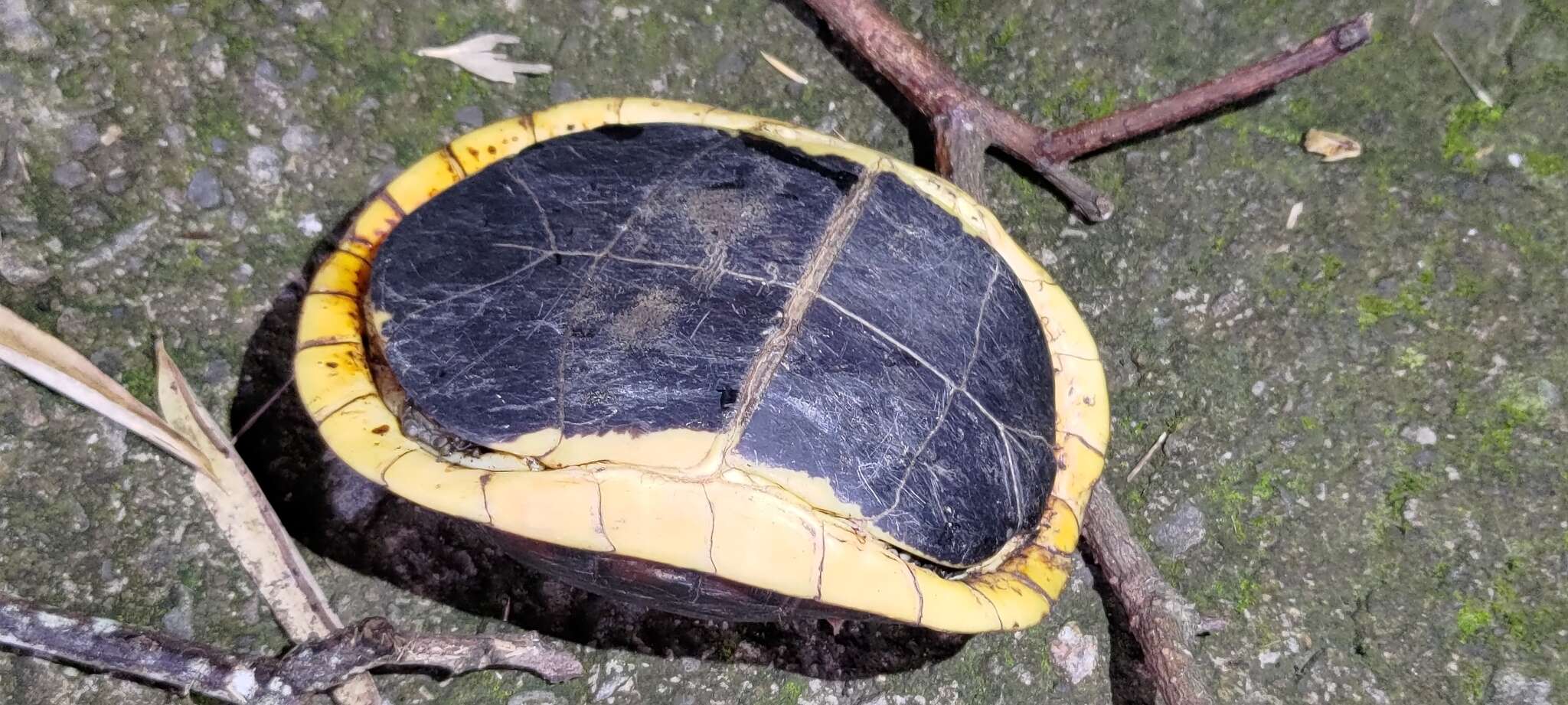 Image of Yellow-margined Box Turtle