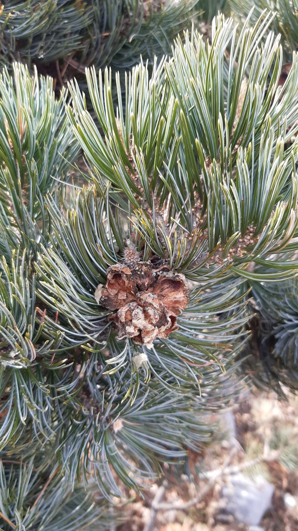 Image of Potosi Pinyon Pine