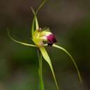 Image of Funnel-web spider orchid