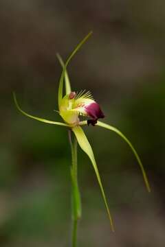 Image of Funnel-web spider orchid