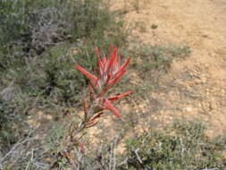 Image of Wyoming Indian paintbrush