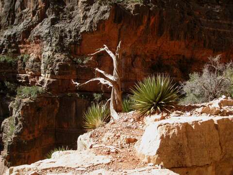 Image of Utah agave