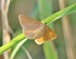 Image of Drab looper moth