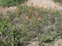 Image of Wyoming Indian paintbrush