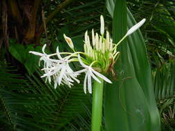 Image of Mangrove lily