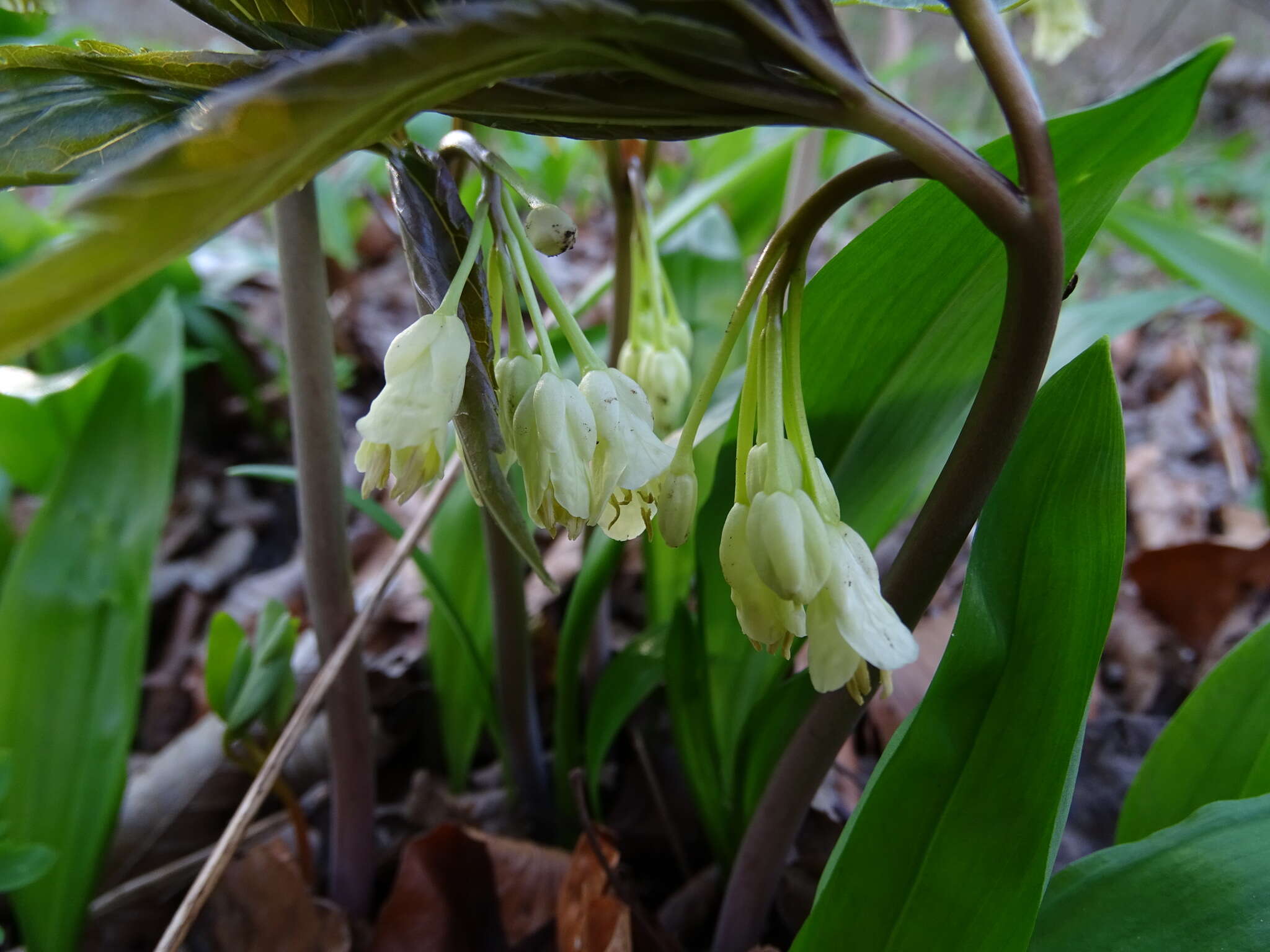 Image of Cardamine enneaphyllos (L.) Crantz