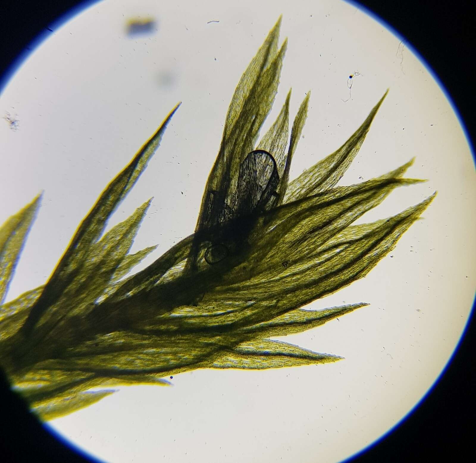 Image of pohlia moss